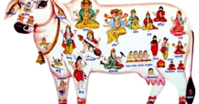 गाय हमारी माता है…!!!