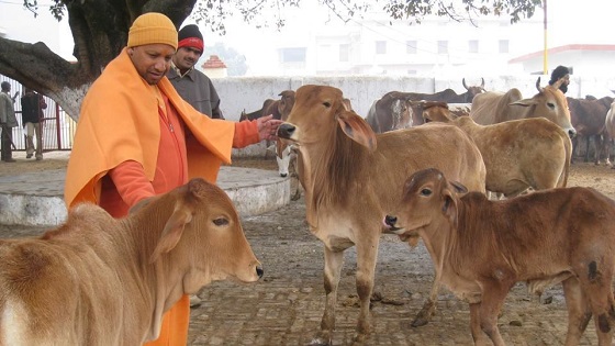 गाय मोठी की माणूस?