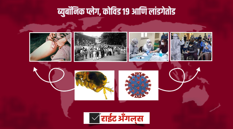ब्युबॉनिक प्लेग, कोविड१९ आणि लांडगेतोड